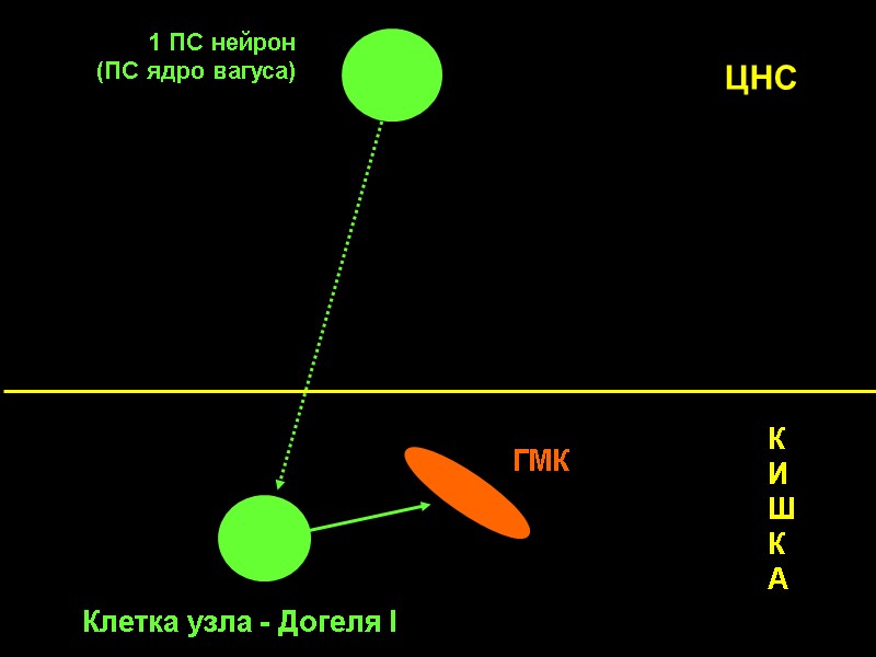 1 ПС нейрон        (ПС ядро вагуса) Клетка